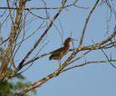 DSC_0683c.jpg
