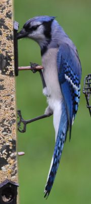 Blue Jay
