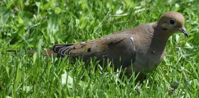 Morning Dove
