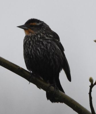 Red-winged Blackbird Female
