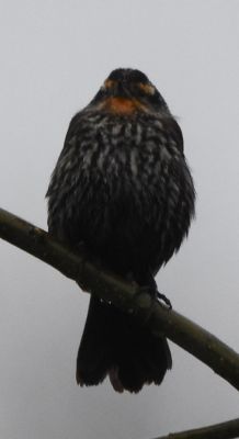 Red-winged Blackbird Female
