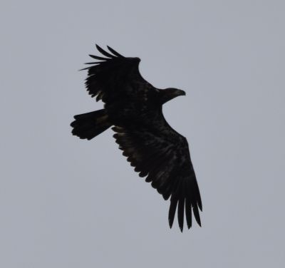 Turkey Vulture
Keywords: Species;raptors