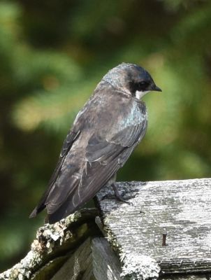 Tree Swallow Female
