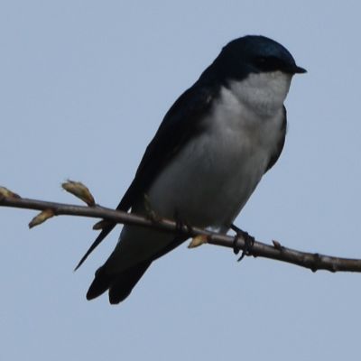Tree Swallow Male

