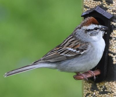 Tree Sparrow
Keywords: species