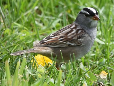 White-crowned Sparrow
Keywords: species