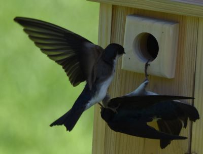 Tree Swallows
