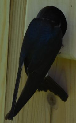 Tree Swallow
