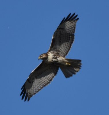Red-tailed Hawk
