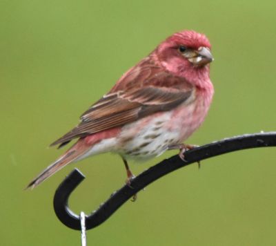 Purple Finch

