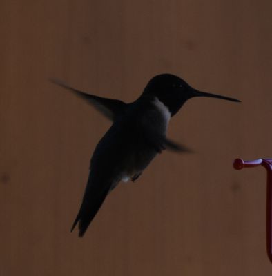 Ruby-throated Hummingbird
