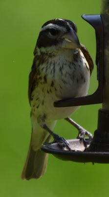 Rose-breasted Grosbeak Female
