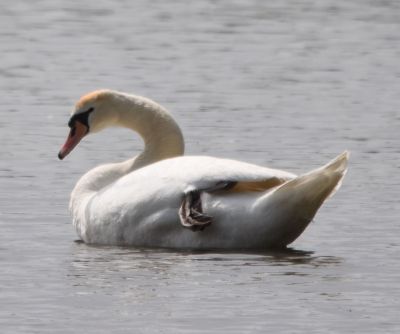 Mute Swan
Keywords: waterfowl