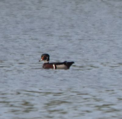 Wood Duck Male
Keywords: waterfowl