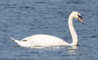Mute Swan
Keywords: waterfowl