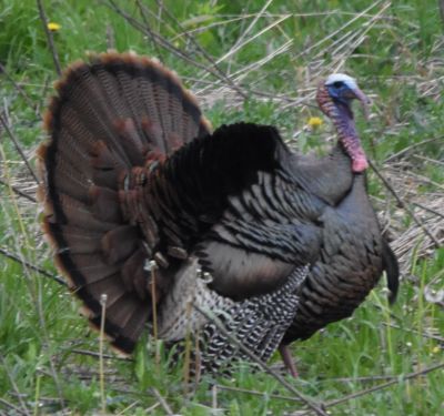 Wild Turkey Tom displaying
Keywords: species