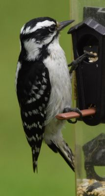Hairy Woodpecker
