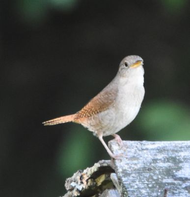 House Wren
