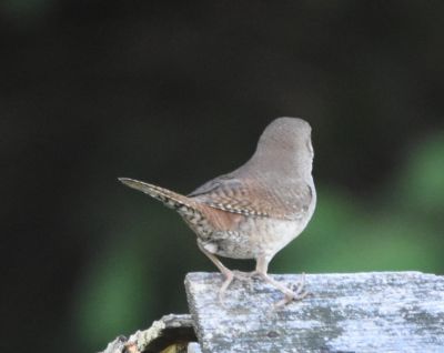 House Wren
