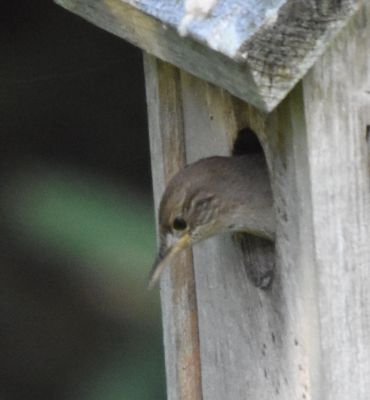 House Wren
