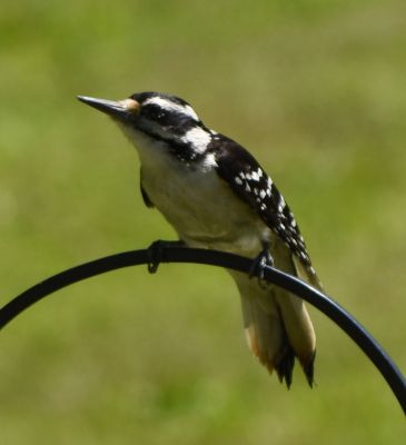 Hairy Woodpecker
