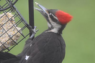 Pileated Woodpecker
