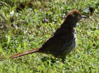 Brown Thrasher
