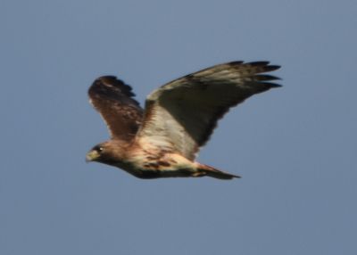 Red-tailed Hawk
Keywords: raptors