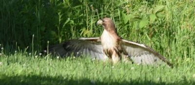 Red-tailed Hawk
Keywords: raptors