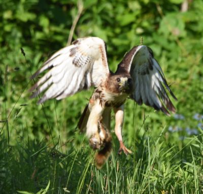 Red-tailed Hawk
Keywords: raptors