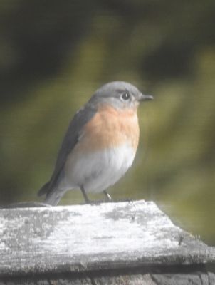 Eastern Bluebird Female
