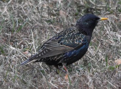 European Starling
Keywords: Species
