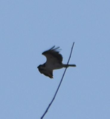 Osprey
Keywords: raptors