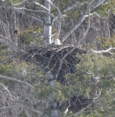 Bald Eagle
Keywords: eaglenest;raptors