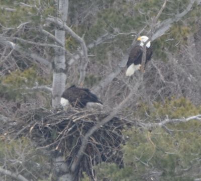 Bald Eagle
Keywords: eaglenest;raptors