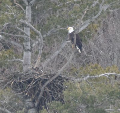 Bald Eagle
Keywords: eaglenest;raptors
