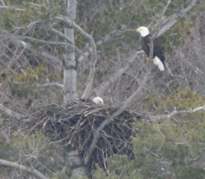 Bald Eagle
Keywords: eaglenest