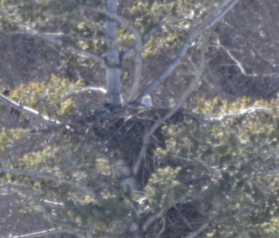 Bald Eagle
Keywords: eaglenest;raptors