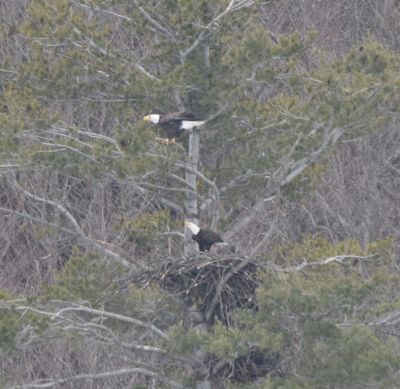 Bald Eagle
Keywords: eaglenest;raptors