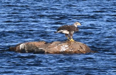 Bald Eagle
