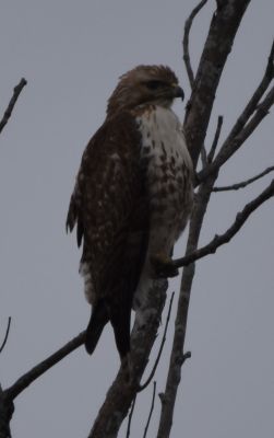 Red-tailed Hawk
Keywords: Species;raptors