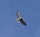CowbellXing_Broad-winged_Hawk_best_DSC_0440.jpg