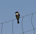DSC_0107c.jpg