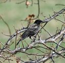 DSC_0119c.jpg