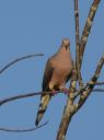 DSC_0676c.jpg