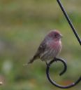 DSC_1757c.jpg
