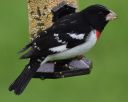 DSC_1907c.jpg