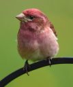 DSC_1983c.jpg