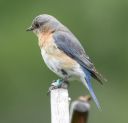 DSC_2048c.jpg
