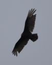 DSC_2085c.jpg